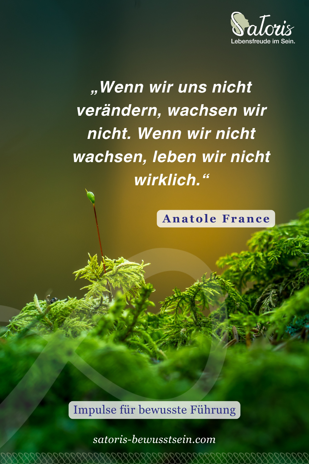 Kleiner Spross im Wald. Wachstum von innen nach außen. Gesund und zukunftsfähig.